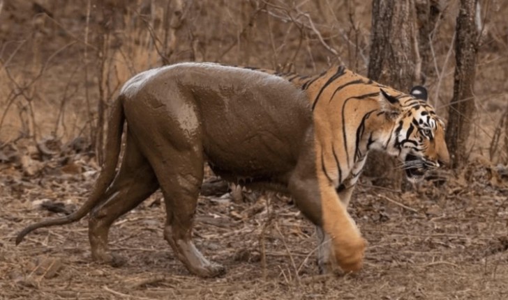 1. "Het zijn geen twee over elkaar geplaatste afbeeldingen, maar een tijger bedekt met modder"