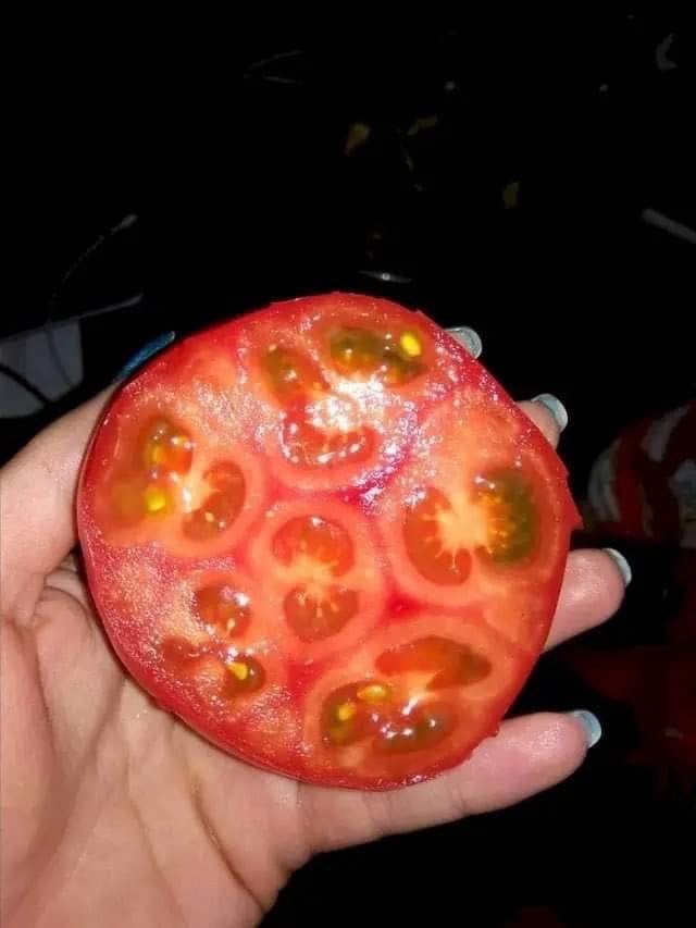 1. Denna tomat ser ut att ha 6 små tomater inom sig"