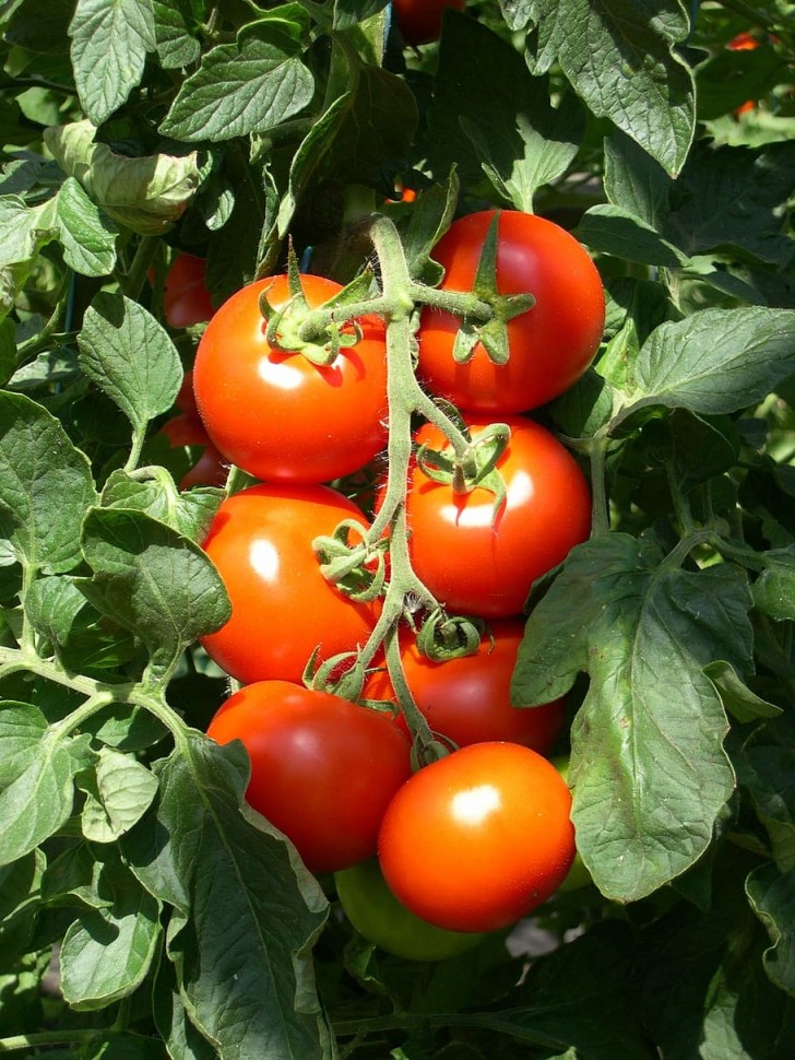 Pomodori