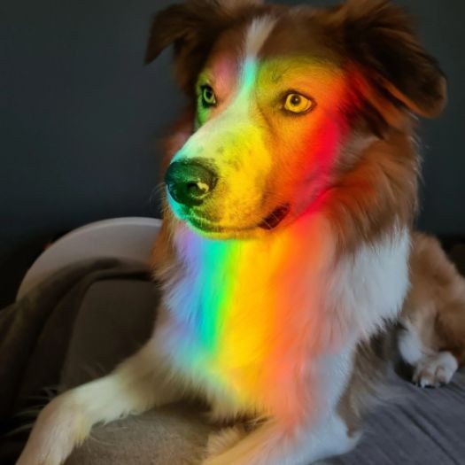 6. Der Regenbogenhund