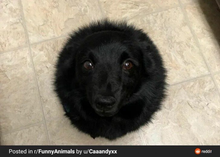 11. Cos'è successo a questo cane?