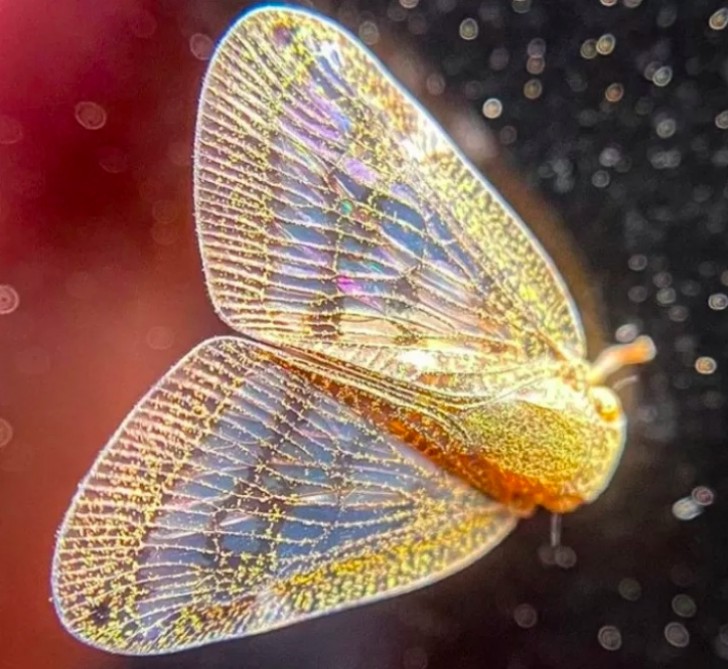 2. Wenn die Flügel dieses Schmetterlings von den Sonnenstrahlen angestrahlt werden, entstehen wunderschöne Farbeffekte