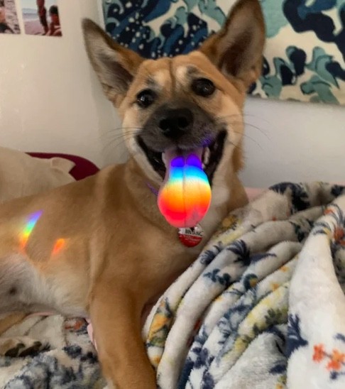 3. "Deze hond heeft zeker de regenboog gelikt... Ik maak een grapje, het is gewoon een lichtbreking op zijn tong"