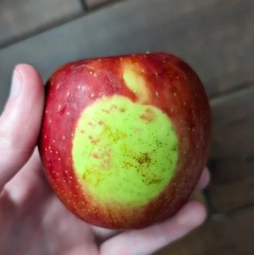 1. Detta äpple har bilden av ett äpple på skalet