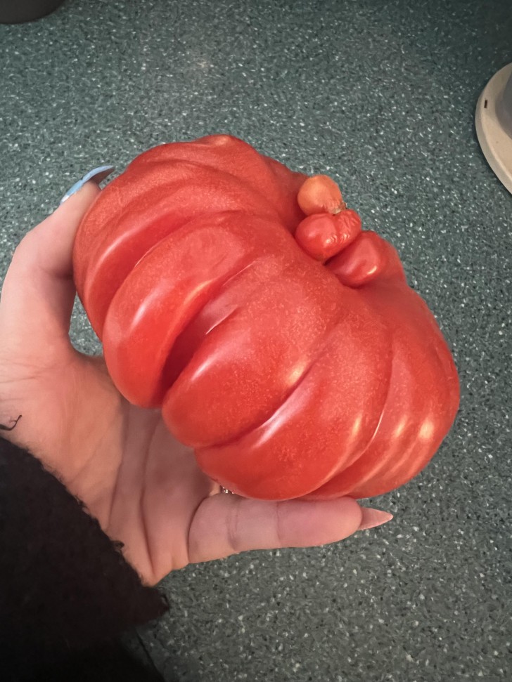 8. Eine Tomate, die einige kleine Tomaten in sich aufgenommen hat