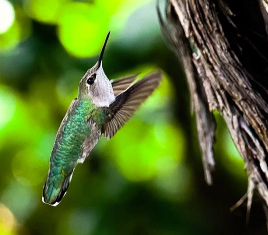 3. Il colibrì e un albero di pepe brasiliano