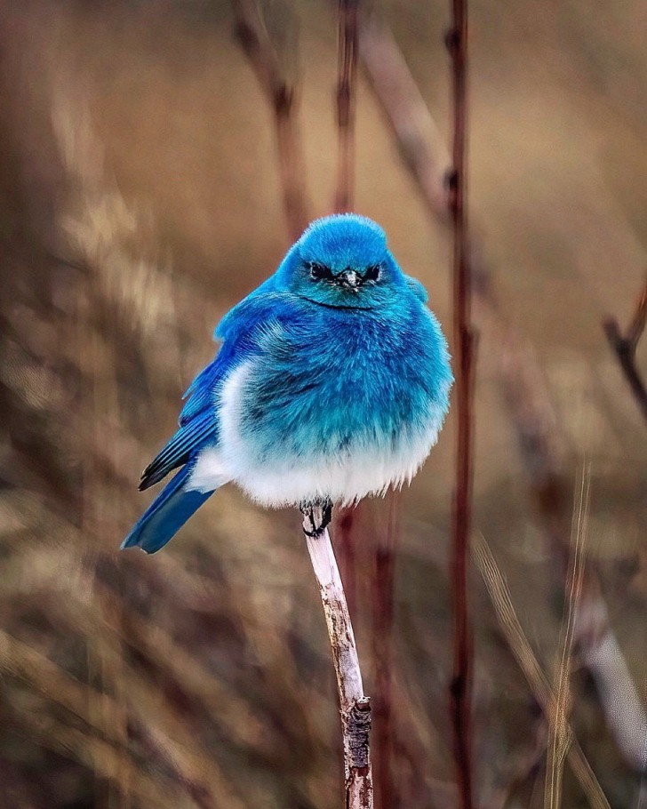 5. Deze blauwe bergvogel bleef roerloos en het leek alsof hij poseerde voor een foto