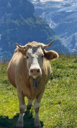 8. Une vache extrêmement photogénique