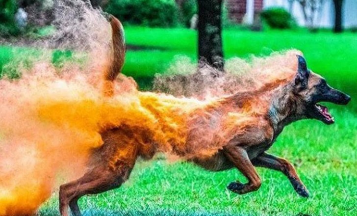 3. "Le chien est couvert de poussière, on dirait qu'il est en feu"