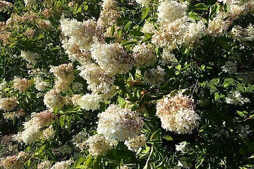 2. Hortensie (Hydrangea paniculata grandiflora)