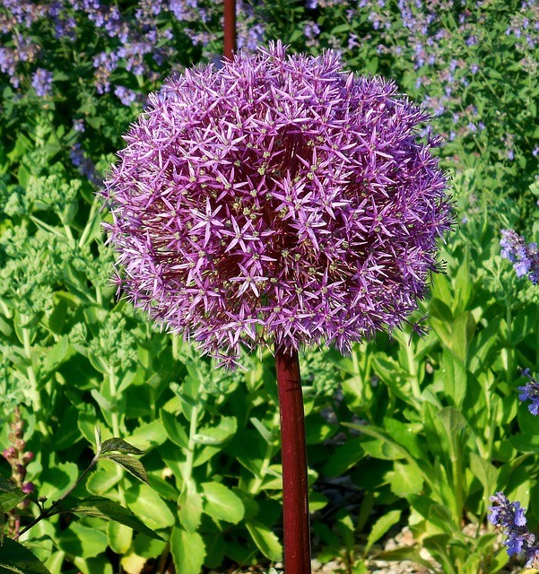 8. Allium giganteum