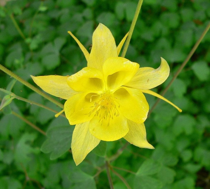 Guldakleja (Aquilegia chrysantha)