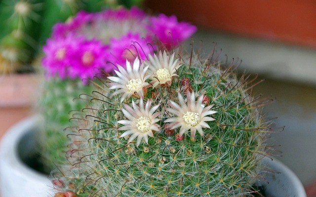 Cactussen uit droge gebieden