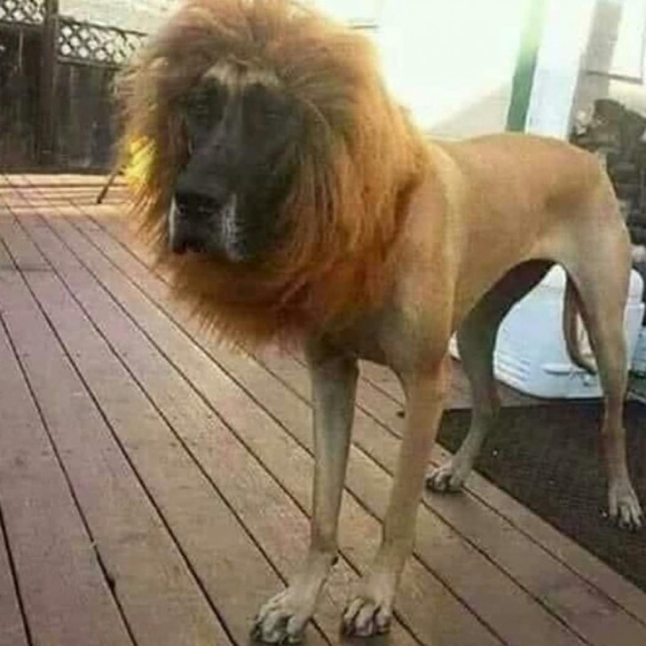 11. Un chien ou un lion ?