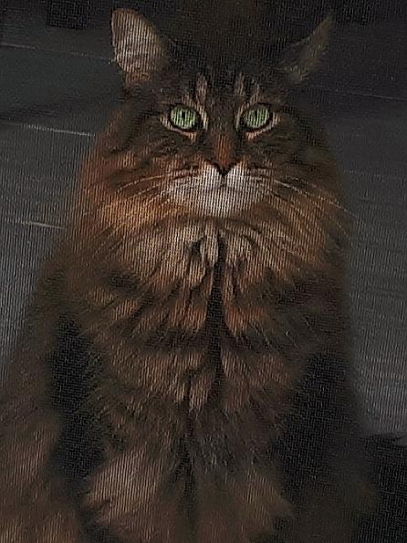 5. "Das Bild meiner Katze durch ein Moskitonetz sieht aus wie auf Leinwand gemalt".
