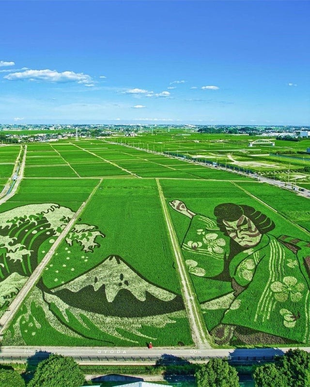 9. Art japonais sur une rizière