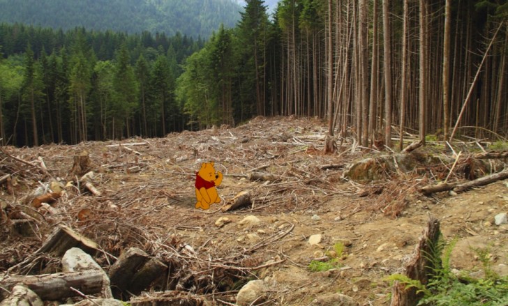 2. Il disboscamento ha colpito anche la casa dell'orsetto Pooh: il Bosco dei Cento Acri