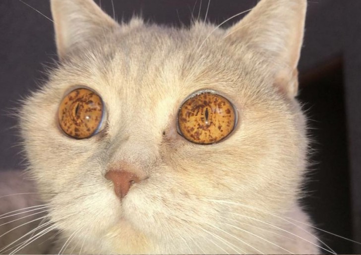 3. Catauron, il gatto dallo sguardo magnetico