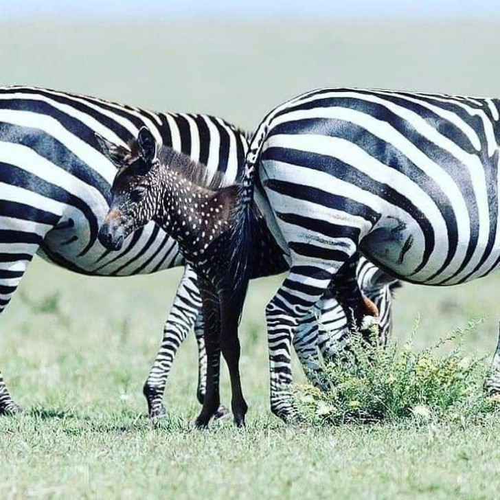 8. Tira, das gepunktete Zebra