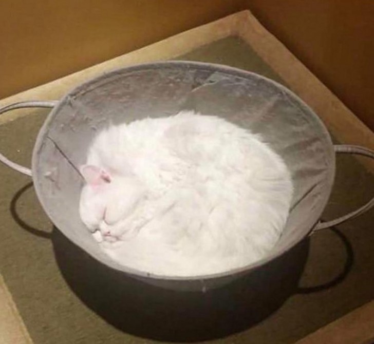3. "Was habe ich gerade in dem Behälter gesehen: eine weiße Katze oder Mehl?"