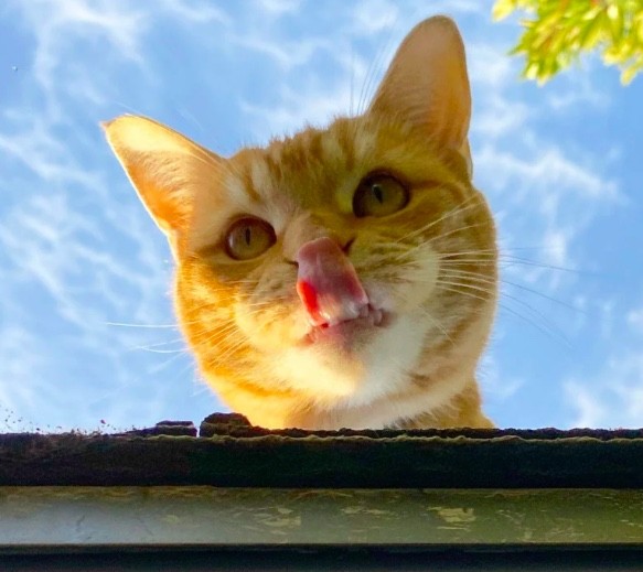 7. "Chat qui semble énorme lorsqu'il se trouve au-dessus du toit de l'abri de jardin.