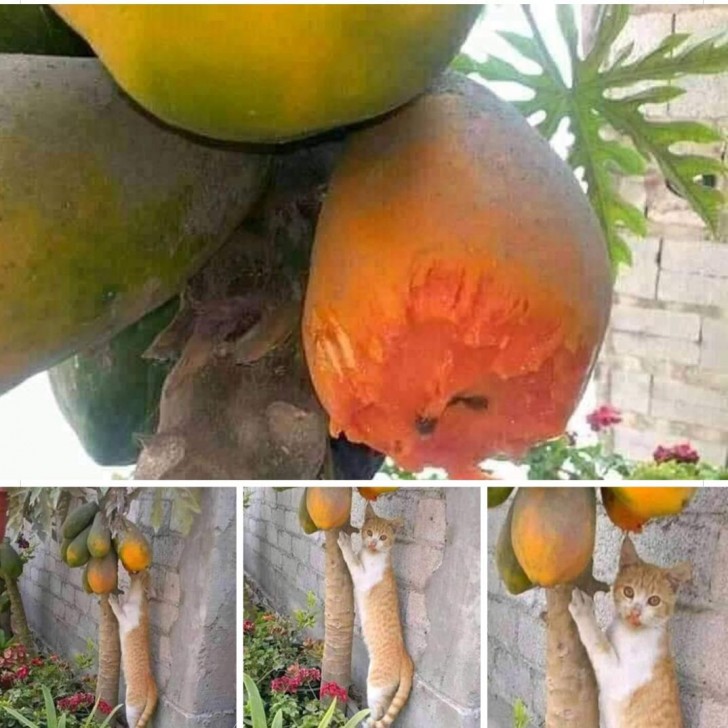 8. L'amante della papaya