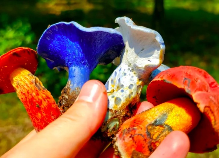 10. "Dessa svampar har så levande färger att de nästan verkar artificiella"