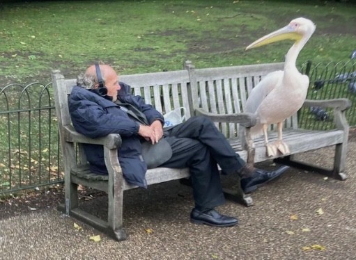 3. Een gigantische vogel verraste een man met zijn gezelschap: hij luisterde naar muziek en de pelikaan kwam naar hem toe