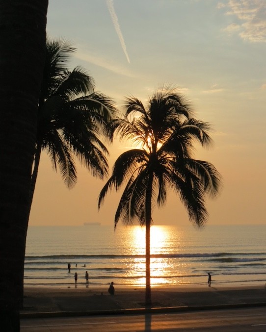 5. En palm som skymmer solen