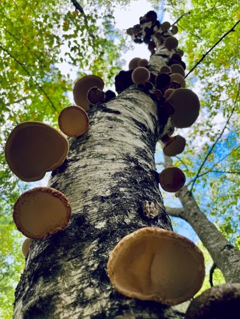 7. L'arbre de la forêt entièrement recouvert de champignons : ils semblent former une échelle