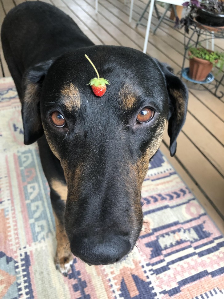 8. Une fraise sur un chien