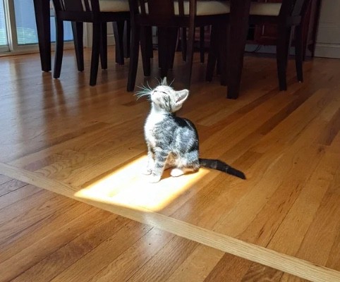 8. "De eerste ontmoeting van mijn nieuwe kat met de zon”