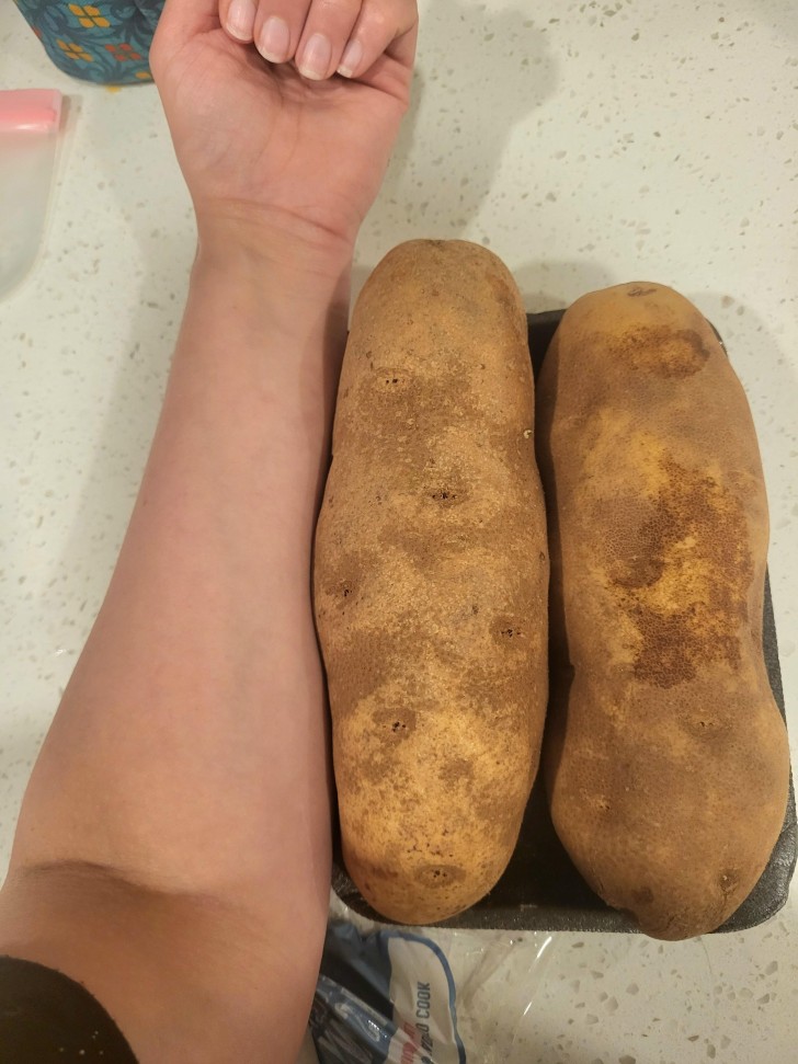 1. Werkelijk enorm grote aardappelen!
