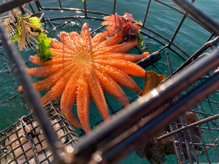 4. Une pêche mémorable : regardez cette étoile de mer !