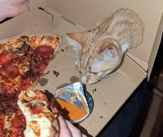 3. En pizzakartong med en integrerad katt