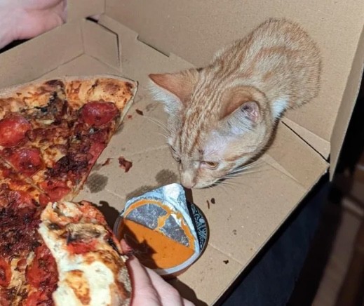 3. Une boîte à pizza avec un chat intégré