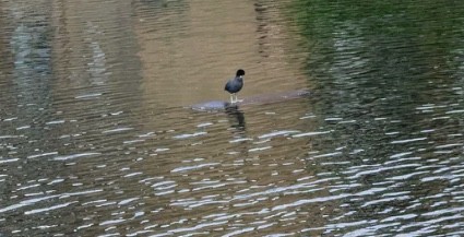 4. Un picchio galleggiante: questo uccello sembra essere in grado di camminare sull'acqua