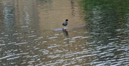 4. Cet oiseau semble pouvoir marcher sur l'eau