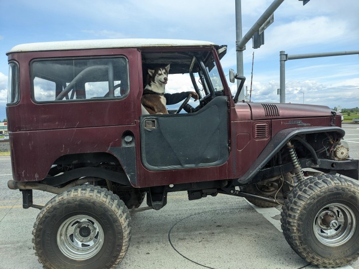 5. Un cane incontrato casualmente mentre stava facendo un giro sulla sua Jeep