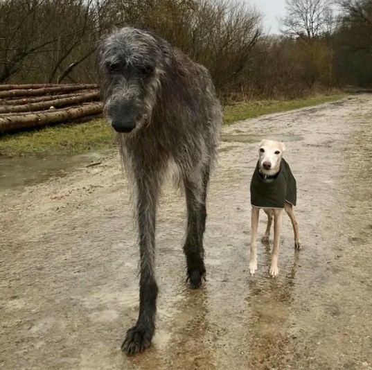 8. "Un chien gigantesque avec seulement deux pattes : on dirait une créature ancienne issue de la mythologie"