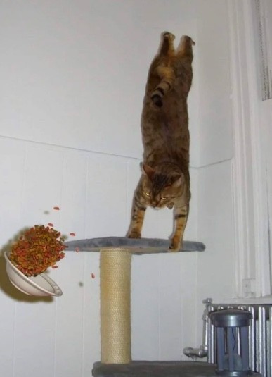 2. Katten som utför akrobatiska övningar på sin vässa-klor ställning och välte skålen med torrfoder