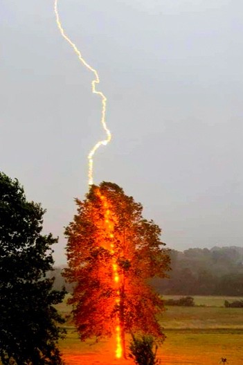 4. Ha colto il momento in cui il fulmine colpisce l'albero: si vede la luce che si propaga sul tronco