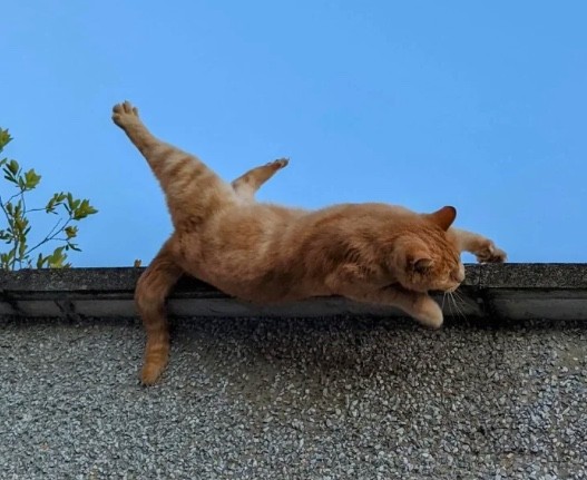 7. Il gatto sul muro sta cercando di non cadere, si vedono proprio le acrobazie che sta compiendo