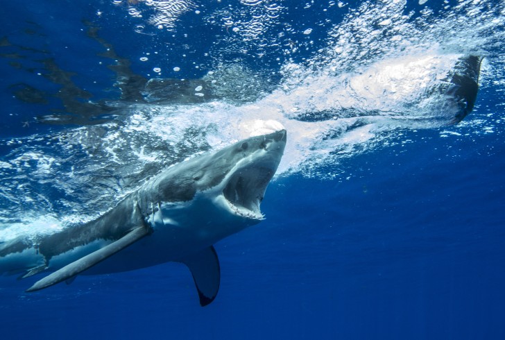 Sharkcrew/Wikimedia - Not the actual photo 