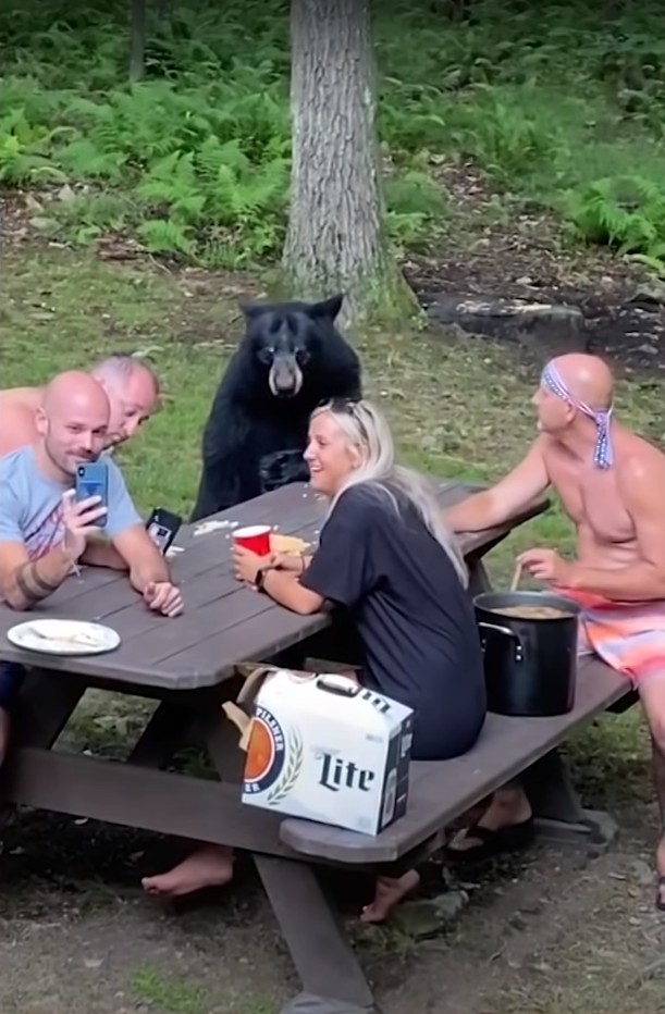 Bär „gesellt sich“ zum Picknick einer Familie: Das Video der Szene ist verblüffend (+ VIDEO) - 1