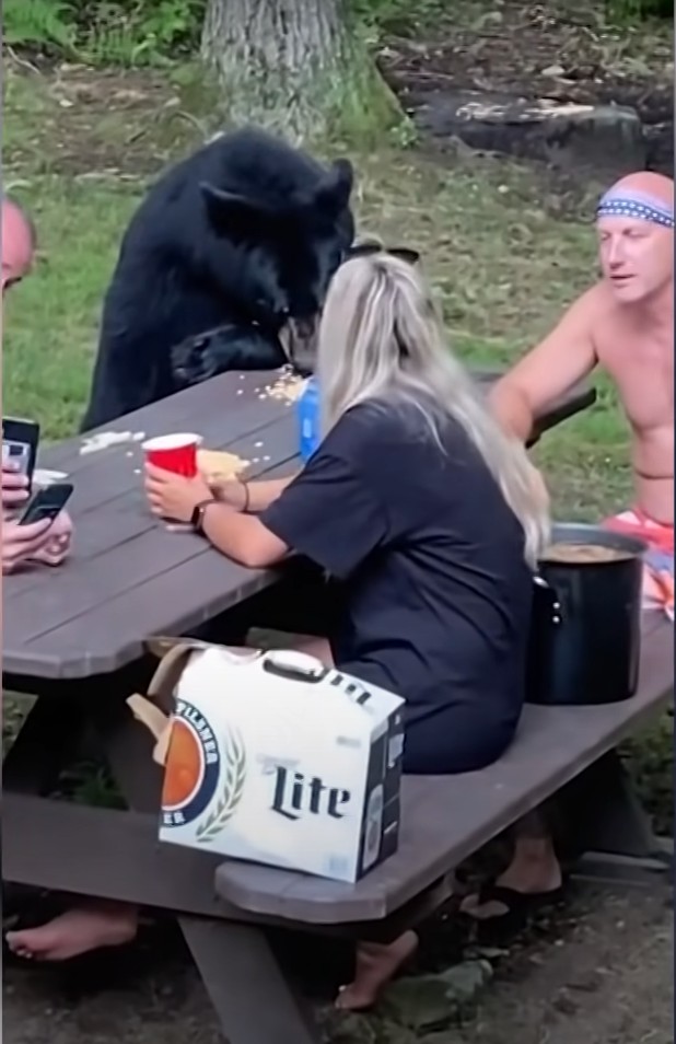 Orso si "unisce" al picnic di famiglia: il filmato che riprende la scena è sbalorditivo (+ VIDEO) - 2