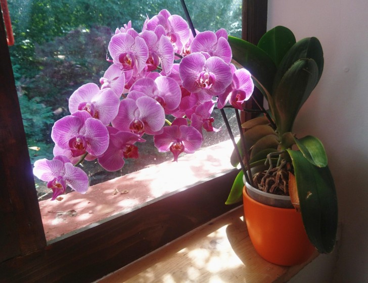 10. Orchidee