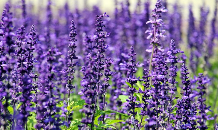 5. Lavanda