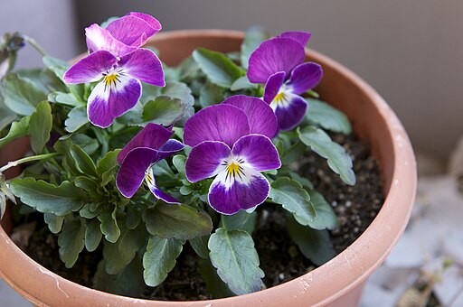 3. Viooltje (Viola x wittrockiana)