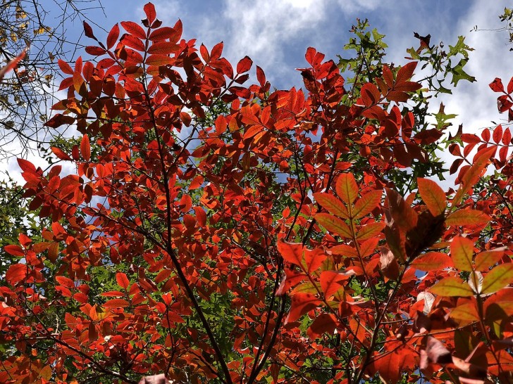 Fluweelboom of azijnboom (Rhus Typhina)